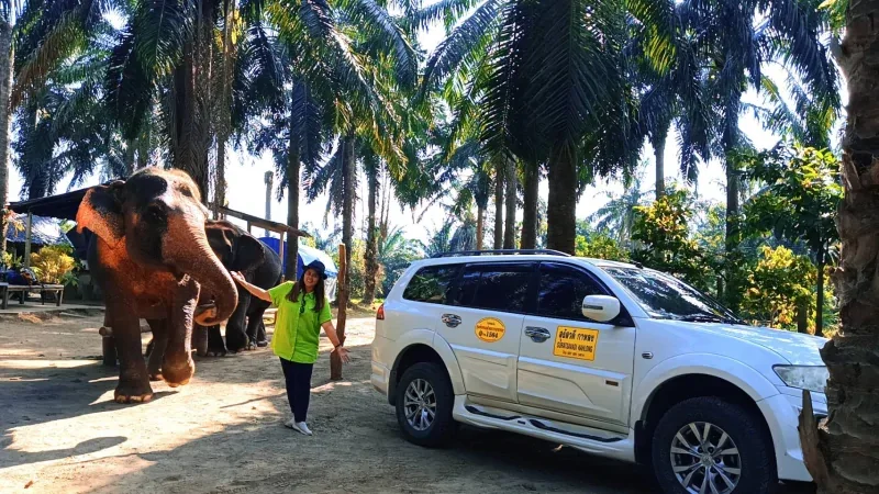 Private taxi SUV beside elephants in a palm plantation in Krabi